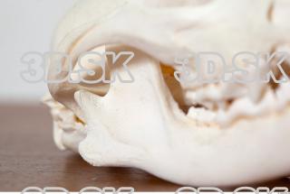 Skull photo reference 0039